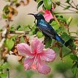 Purple Sunbird