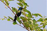 Purple Sunbird