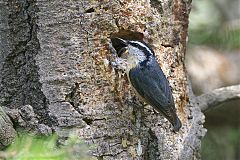 Red-breasted Nuthatch