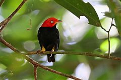 Red-capped Manakin perching/standing at Panama