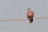 Red Collared-Dove