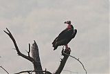 Red-headed Vulture