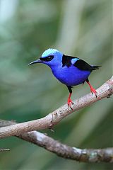 Red-legged Honeycreeper perching/standing at Panama