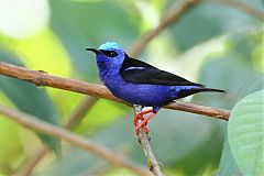 Red-legged Honeycreeper perching/standing at Panama