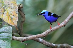 Red-legged Honeycreeper perching/standing at Panama