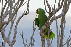 Red-lored Amazon perching/standing at Panama