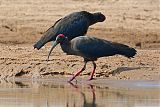 Red-naped Ibis