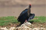 Red-naped Ibis