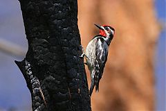 Red-naped Sapsucker