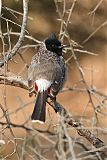 Red-vented Bulbul