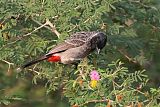 Red-vented Bulbul