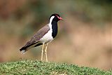 Red-wattled Lapwing