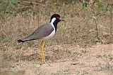 Red-wattled Lapwing