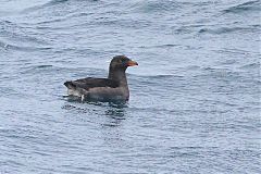 Rhinoceros Auklet