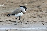 River Lapwing