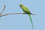 Rose-ringed Parakeet