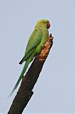 Rose-ringed Parakeet