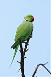 Rose-ringed Parakeet