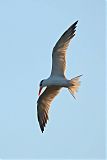 Royal Tern