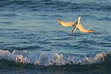 Royal Tern