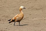 Ruddy Shelduck