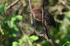Rufescent Tiger-Heron perching/standing at Colón, Panama