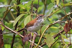 Rufous-and-white Wren calling/singing at Panama