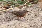 Rufous-tailed Lark