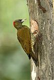Rufous-winged Woodpeckerborder=