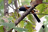 Rufous Treepie