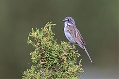 Sagebrush Sparrow