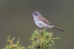 Sagebrush Sparrow