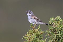 Sagebrush Sparrow