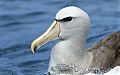 Salvin's Albatross