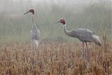 Sarus Crane