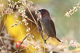 Scaly-breasted Munia