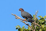 Scaly-naped Pigeon