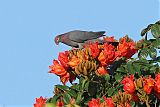 Scaly-naped Pigeon