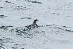 Scripps's Murrelet