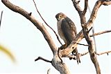 Shikra