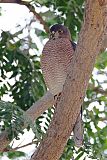 Shikra