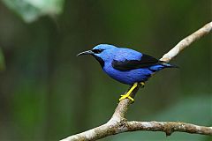 Shining Honeycreeper perching/standing at Panama