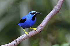 Shining Honeycreeper perching/standing at Panama