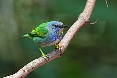 Shining Honeycreeper perching/standing at Panama