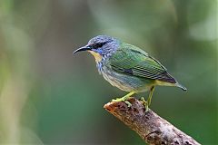 Shining Honeycreeper perching/standing at Panama