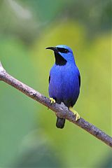 Shining Honeycreeper perching/standing at Panama