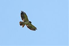 Short-tailed Hawk flying at Panama