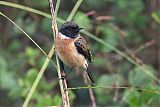 Siberian Stonechat