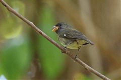 Slate-colored Seedeater perching/standing at Panama
