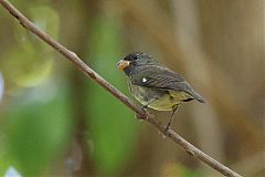 Slate-colored Seedeater perching/standing at Panama